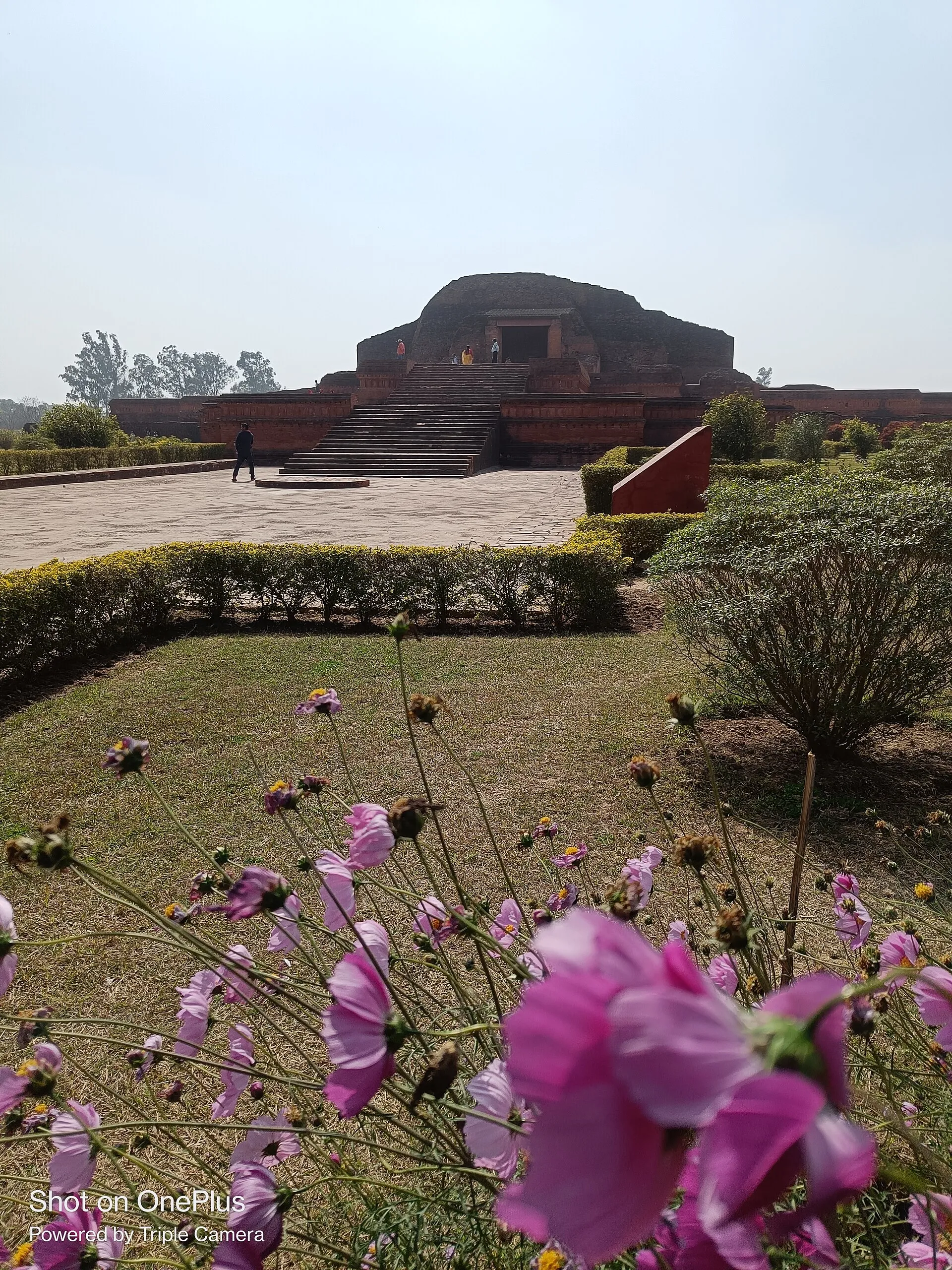 Steps leading to the central brick remains at Vikramshila, seen across garden flowers.